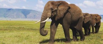 Must-Sees on your Tanzania safari holiday