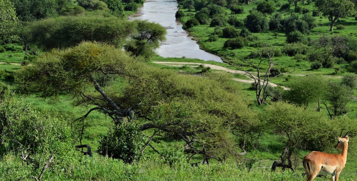 Safari in the rainy season of Tanzania