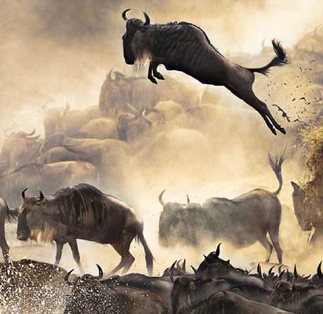 Day 4: Serengeti: the great migration Day 4: Serengeti: the great migration