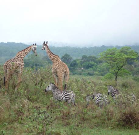 Day 5: Serengeti - Ngorongoro Highlands Day 5: Serengeti - Ngorongoro Highlands