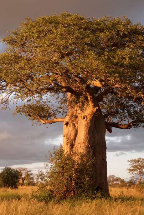 Day2: Tarangire National Park Tarangire National Park