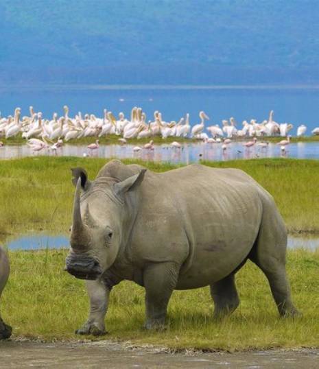 Day 5: Ngorongoro Crater Day 5: Ngorongoro Crater