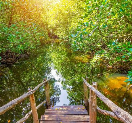 Jozani Forest Visit - Relax on the beach Jozani Forest Visit - Relax on the beach