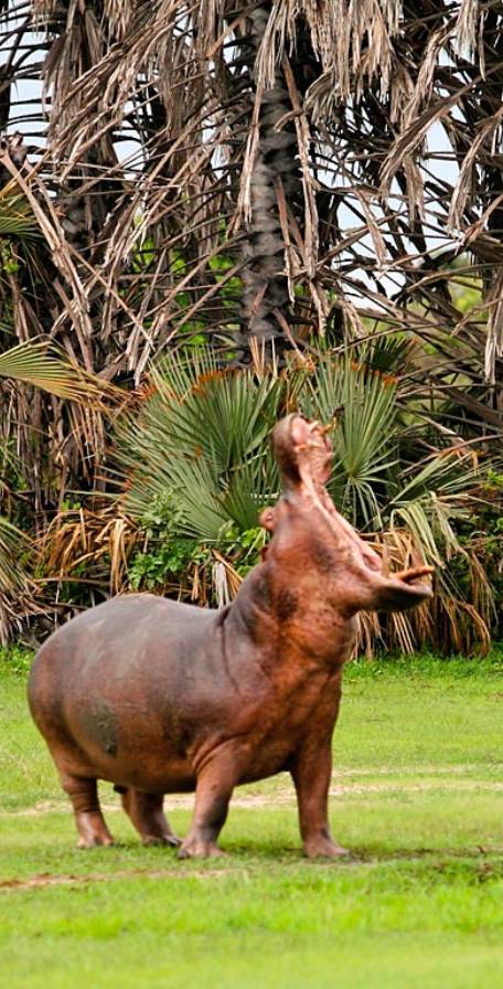Katavi National Park Katavi National Park
