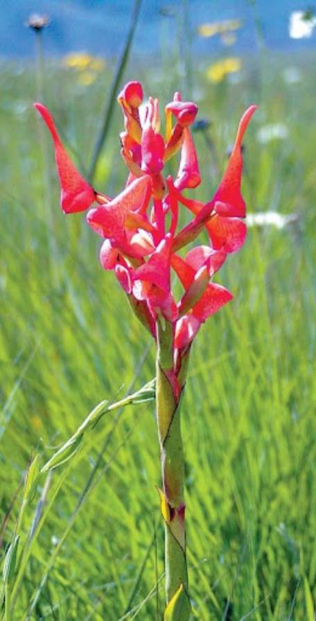 Kitulo Plateau National Park Kitulo Plateau National Park