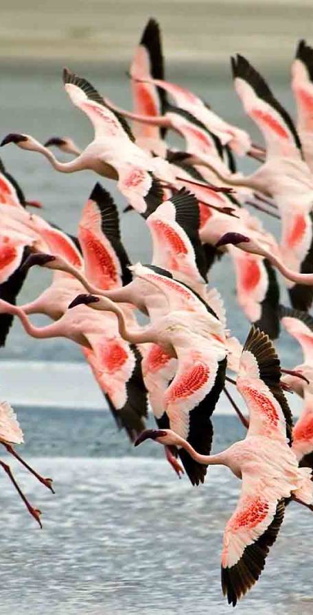 Lake Manyara National Park Lake Manyara National Park