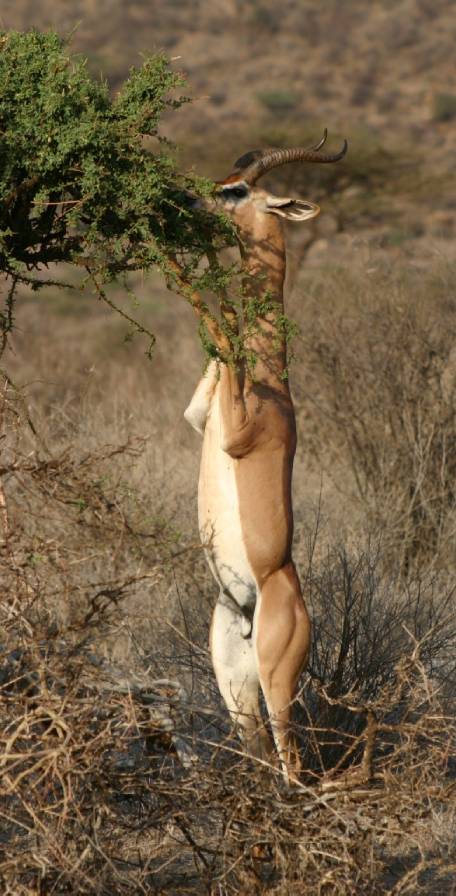 Mkomazi National Park SMkomazi National Park