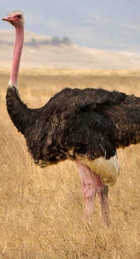 Ngorongoro Conservation Area Ngorongoro Conservation Area