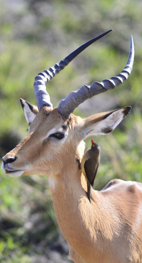 Ruaha National Park Ruaha National Park