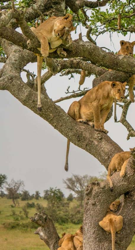 Serengeti National Park Serengeti National Park