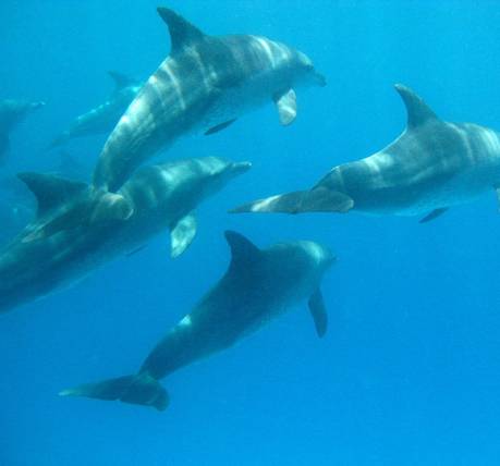 Swimming with Dolphins - Relax on the beach Tailor-made honeymoon Tanzania