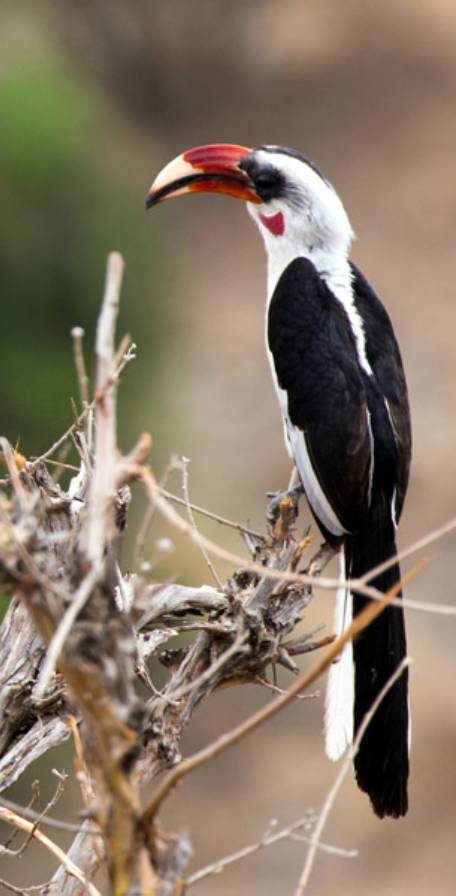 Tarangire National Park