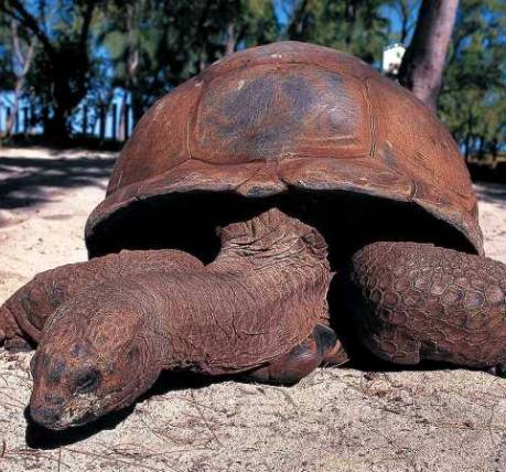 Tortoises & Snorkeling Tailor-made honeymoon Tanzania