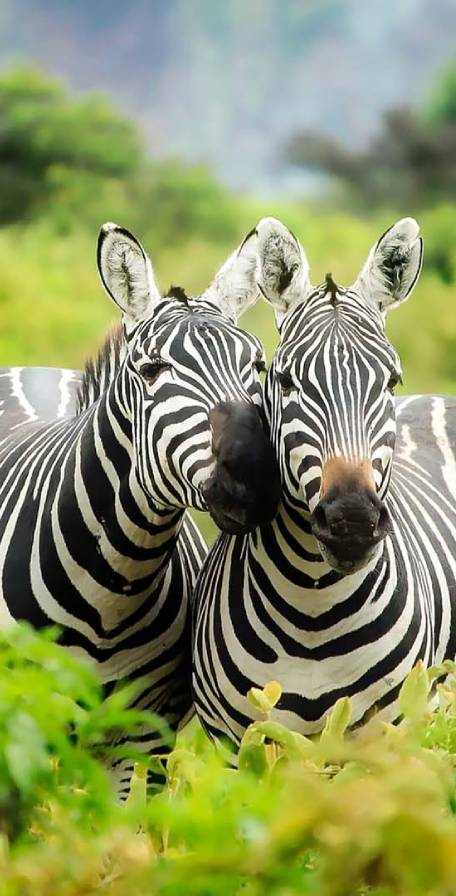 Mikumi National Park Mikumi National Park