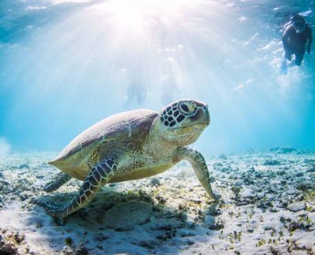 Zanzibar Mnemba Snorkeling Zanzibar Mnemba Snorkeling