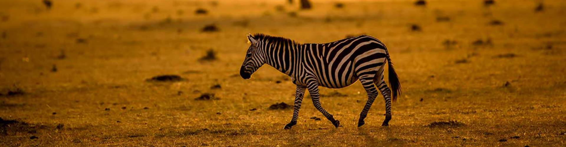 Zanzibar Beach Zanzibar Beach