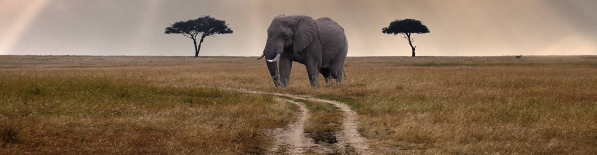 Honeymoon Tanzania Elephant Honeymoon Tanzania Elephant